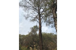 Lightening Strike Pilot Peak 2020